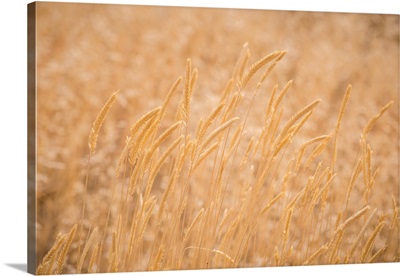 Soft Warmth image thumbnail