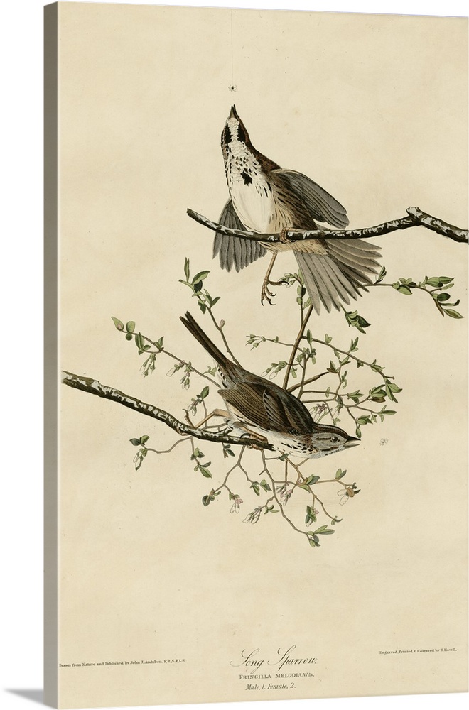 Audubon Birds, Song Sparrow