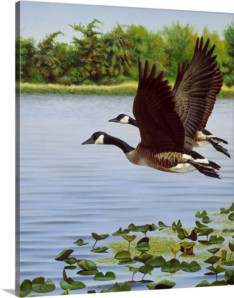 Two Canada geese taking off from a small body of water.