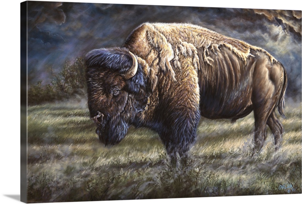 bison on western plain