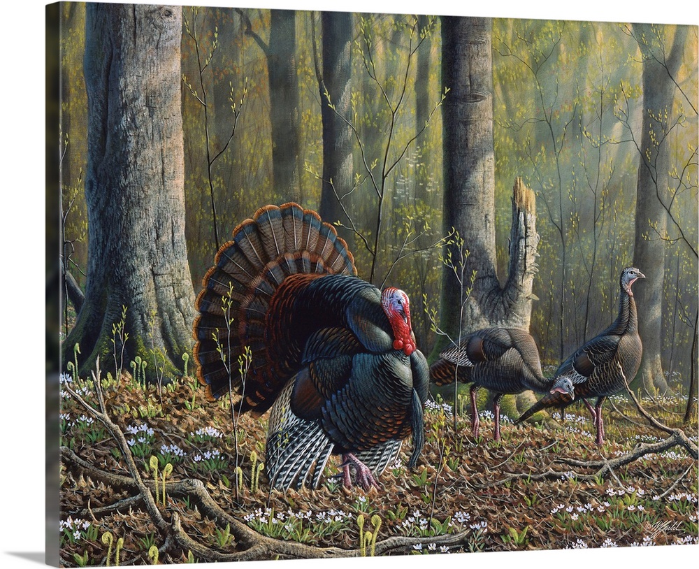Three wild turkeys, one male, walk through the forest.
