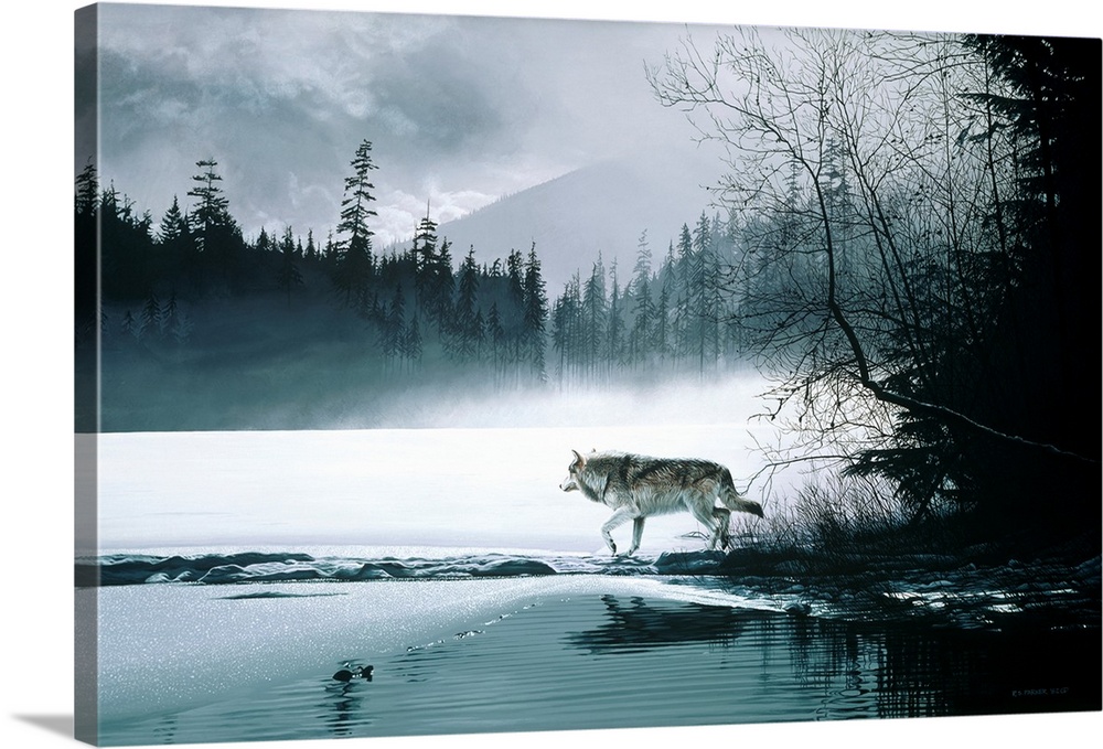 A wolf makes its way along a thawing lake.
