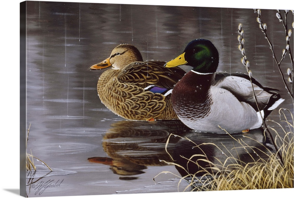Male and female mallard ducks on a pond.