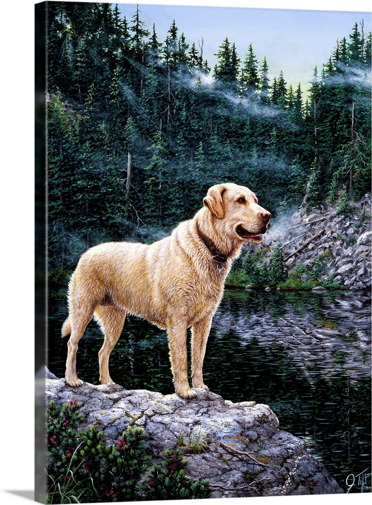 A golden lab standing on a ledge.dog