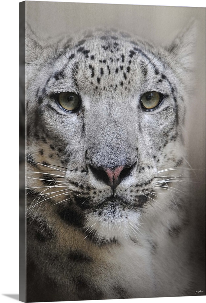 A large snow leopard stares intently.