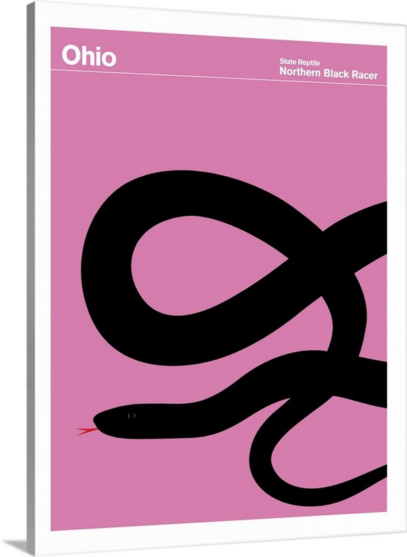 State Posters - Ohio State Reptile: Northern Black Racer Wall Art
