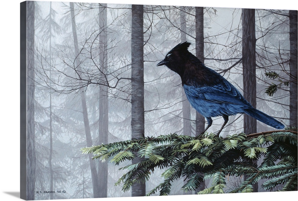 A stellers jay perched on a limb.