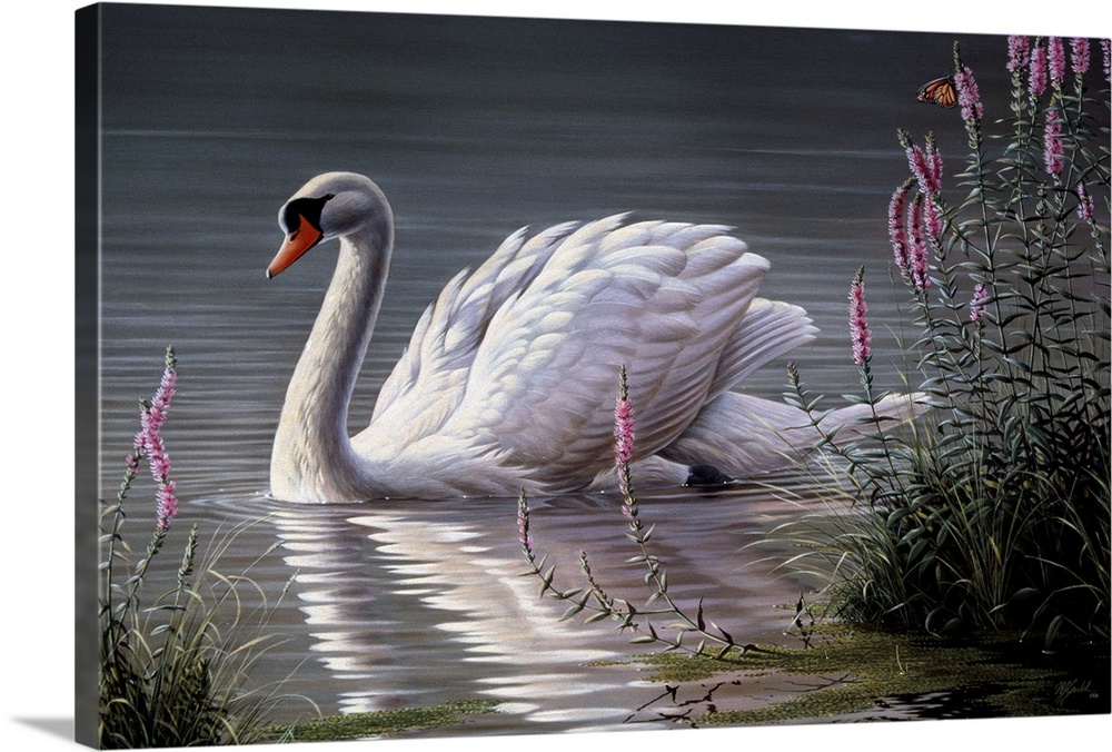 Mute swan on a pond by some pink flowers.