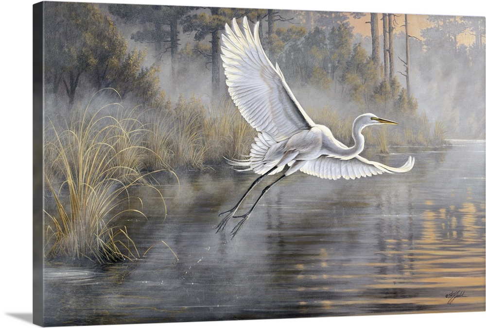 Great white egret flying over a pond at sunrise.