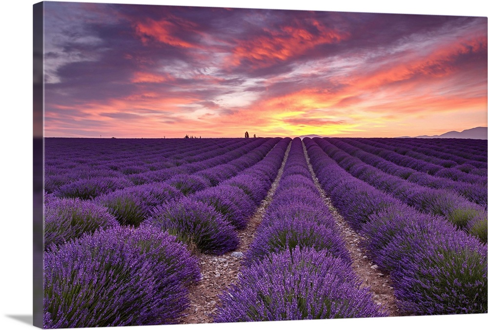 A photograph of rows of lavender crops under a warm sunset bathed sky.