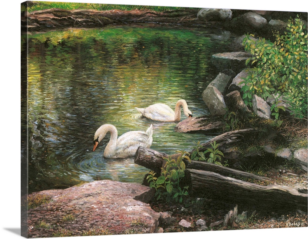 Contemporary artwork of two swans swimming in a pond.