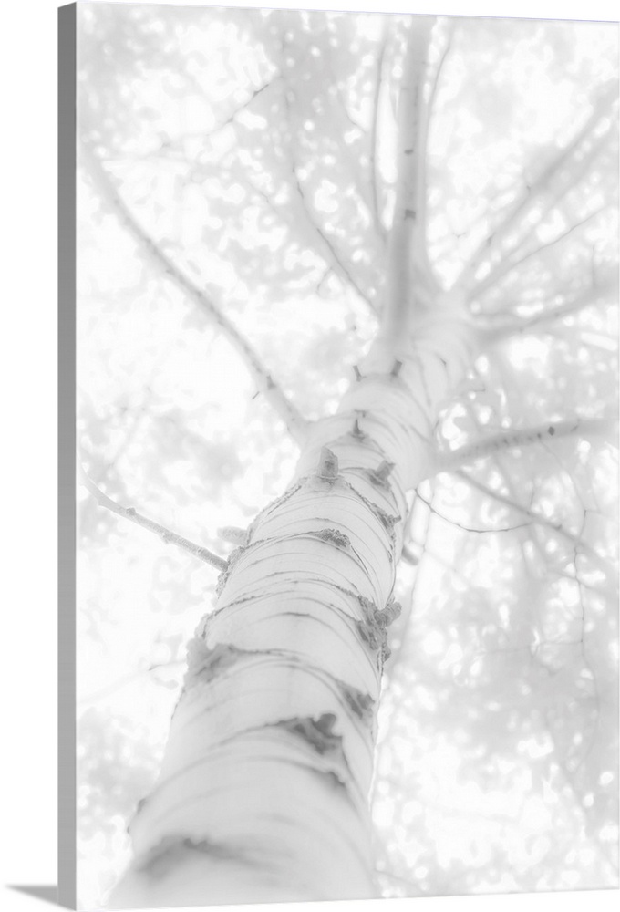 Blown out black and white photograph looking up to the top of a birch tree.
