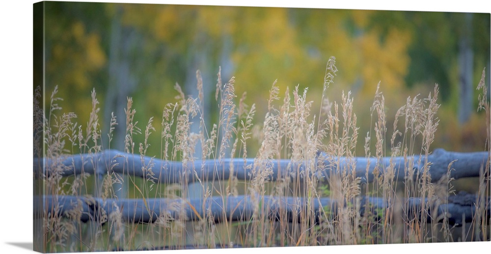 Landscape photograph with tall grass in the foreground and a log fence in the background.