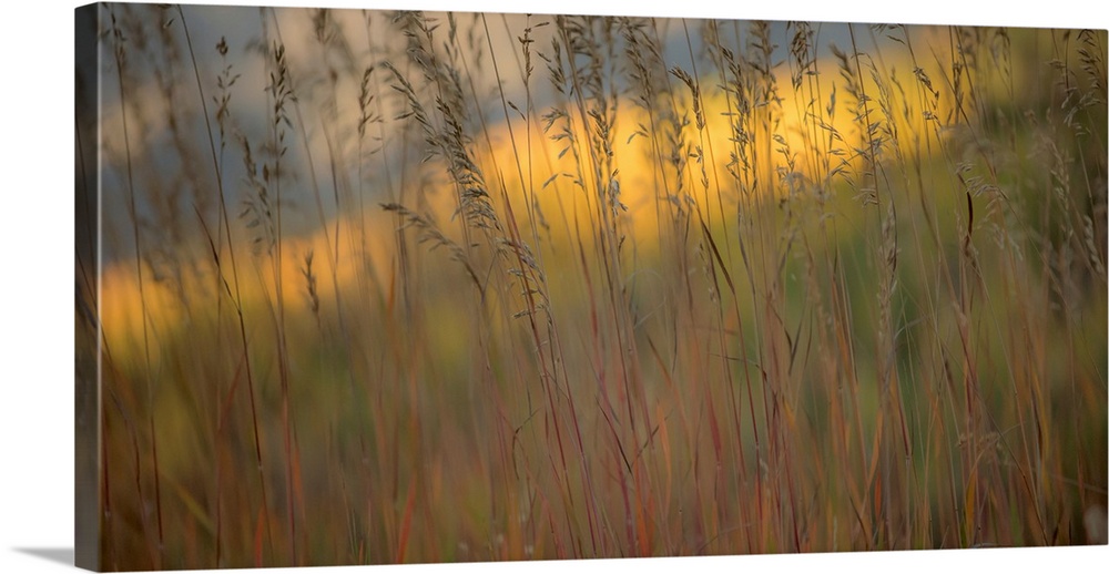 Photograph of tall grass with a colorful background.