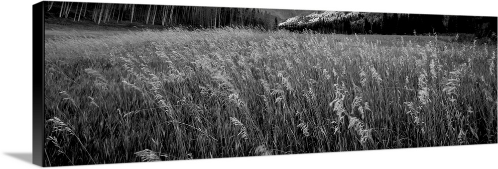 Black and white photograph of tall grass in a valley.