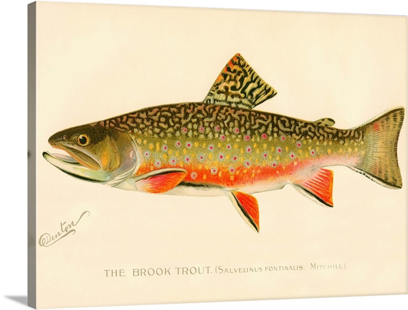 The Brook Trout Great Big Canvas