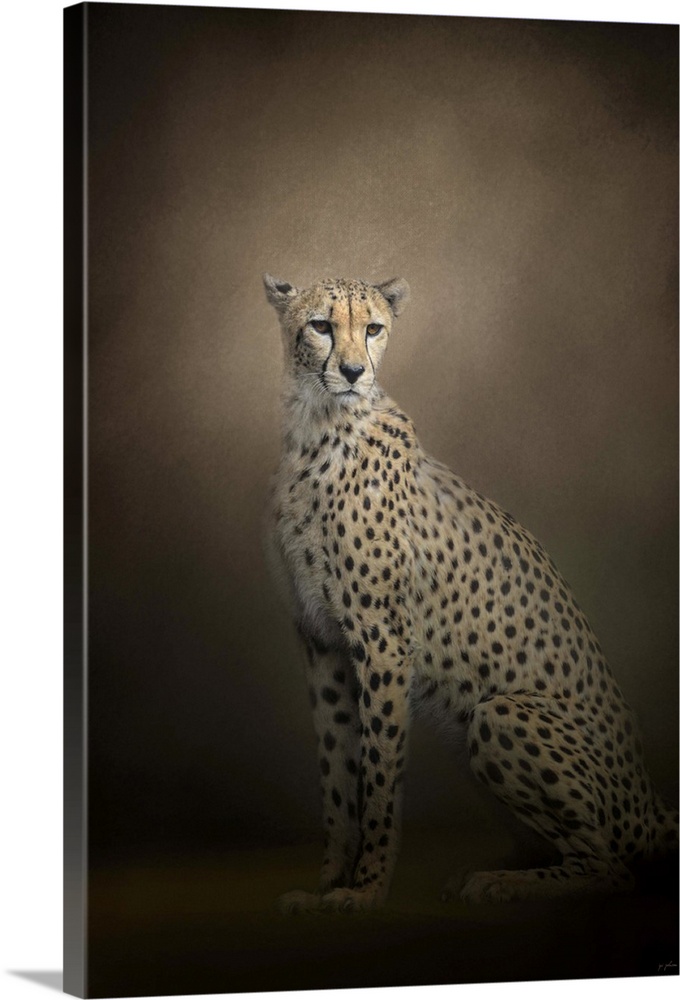 A cheetah sits regally in the shadows.
