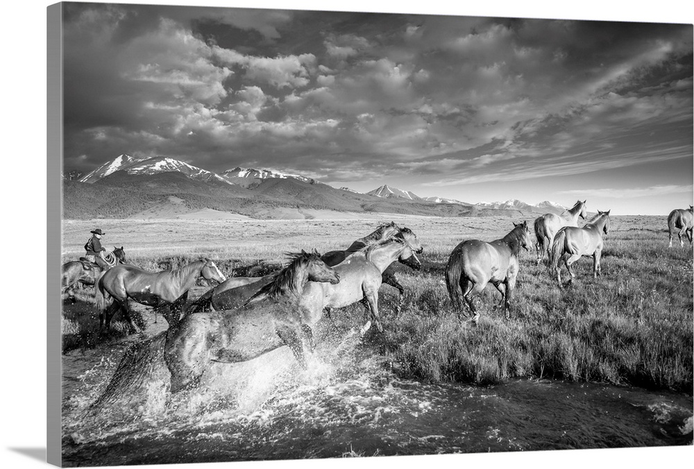 Black and white action photograph of a herd of horses galloping through a river with mountains in the background.