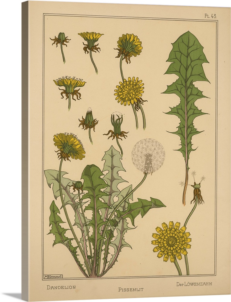 La Plante et ses applications ornementales, Eugene Grasset, Plate 43 - Dandelion