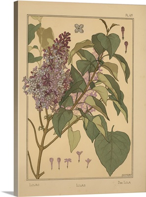 The Plant and its Ornamental Applications, Plate 49 - Lilac