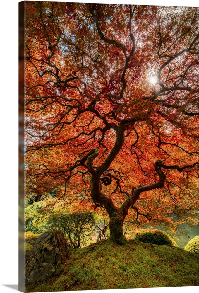 An artistic photograph of an old Japanese maple tree in a zen garden.
