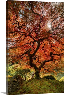 The Red Tree I
