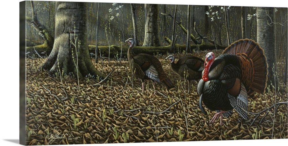 The Suitor Wild Turkeys Wall Art Canvas Prints Framed Prints Wall Peels Great Big Canvas