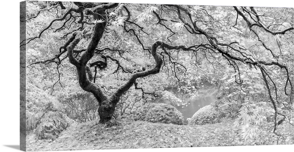An artistic black and white photograph of a gnarled tree in a garden.
