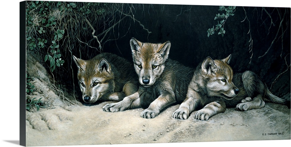Three wolf cubs rest at the opening of their den.