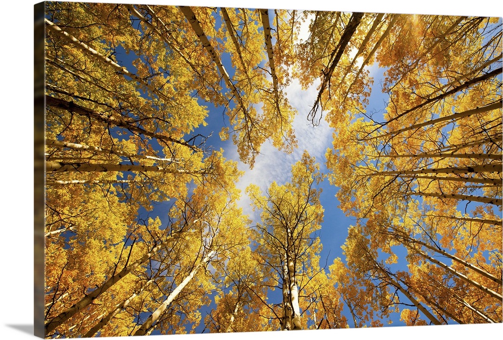 View from below of the canopy of an aspen forest in the fall.
