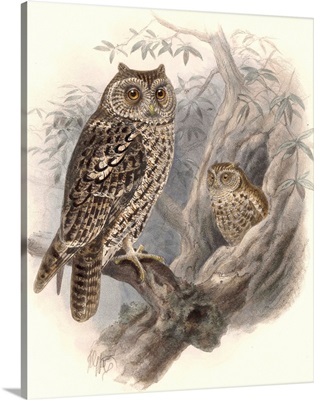 Tree Owls 1902