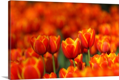 Tulips Forever
