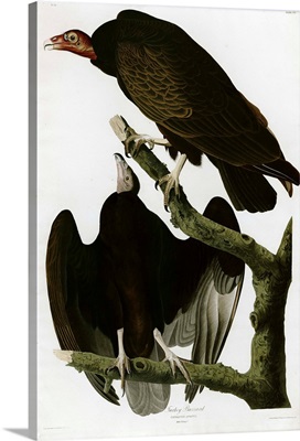 Turkey Buzzard (Turkey Vulture)