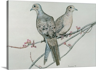 Two Birds On Branch