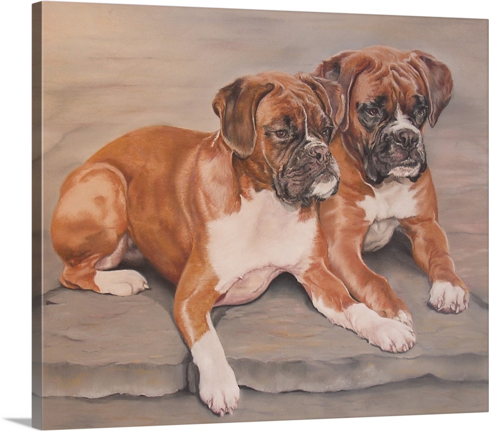 Two Boxer Dogs
