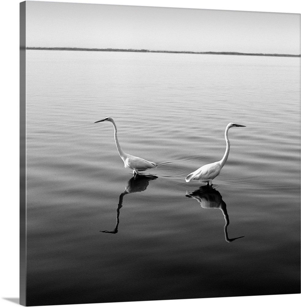 Two herons, boat, water, black and white photography