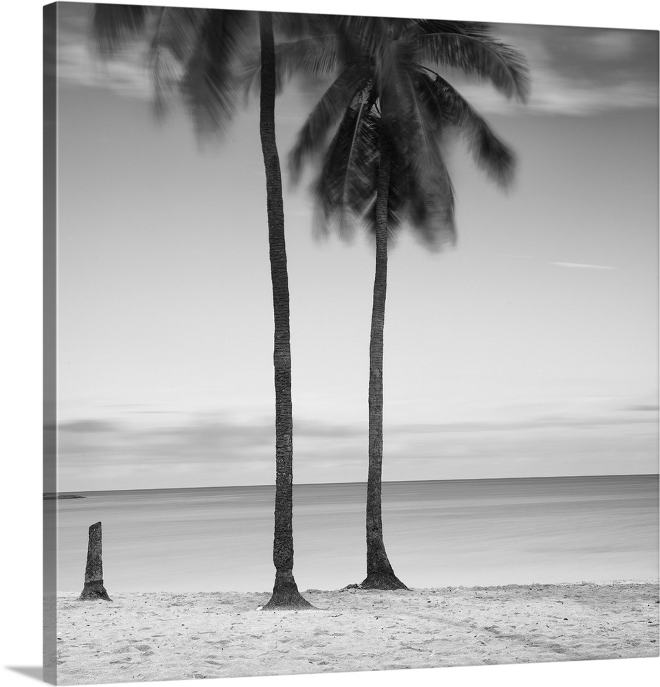 An artistic black and white photograph of palm trees on a tropical beach.