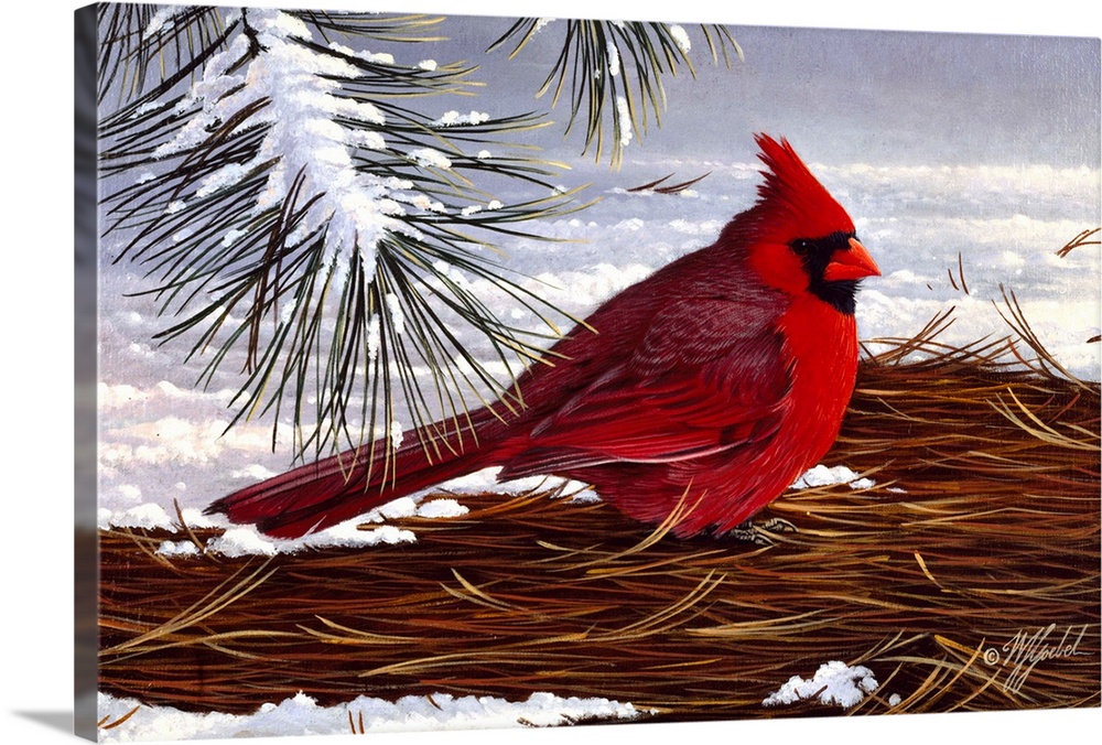 Male cardinal on ground in winter.