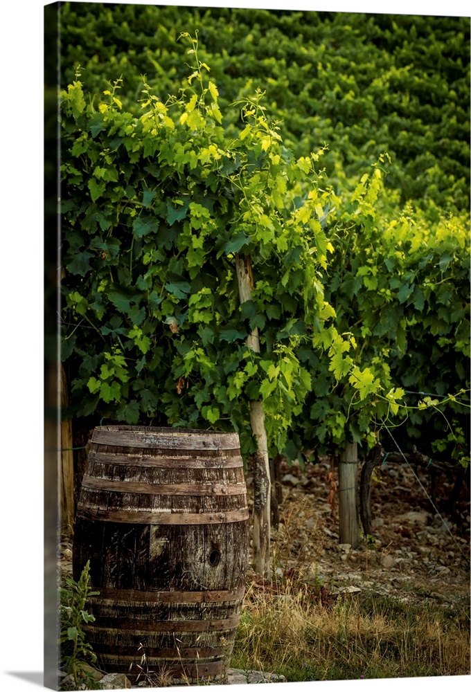 Landscape photograph of a vineyard with an old wine barrel in the foreground.