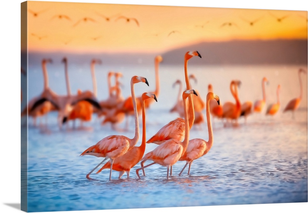 Wading Flamingos