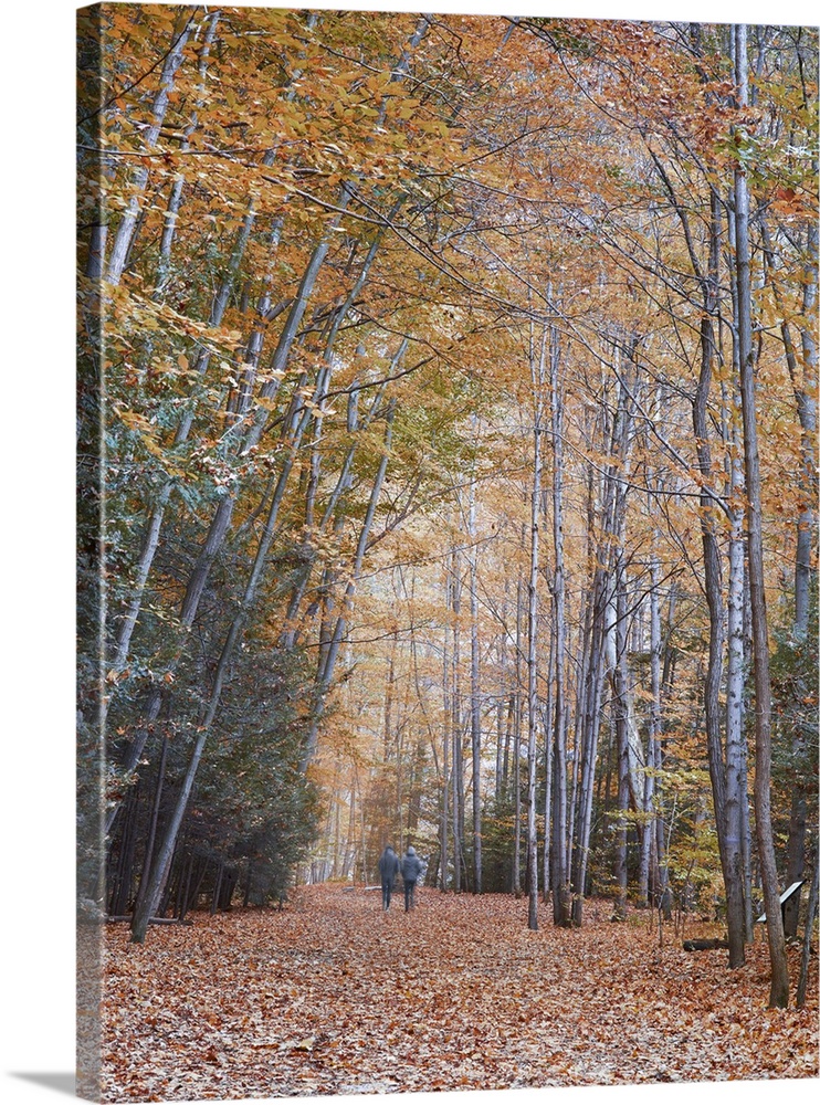 An artistic photograph of a road leading through a forest in fall foliage with two people walking side by side.