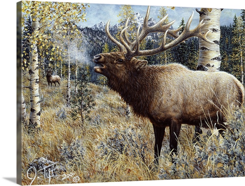 Wapiti Wall Art, Canvas Prints, Framed Prints, Wall Peels | Great Big ...