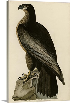 Washington's Eagle