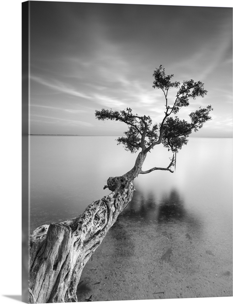 ocean, tree water Black and White photography