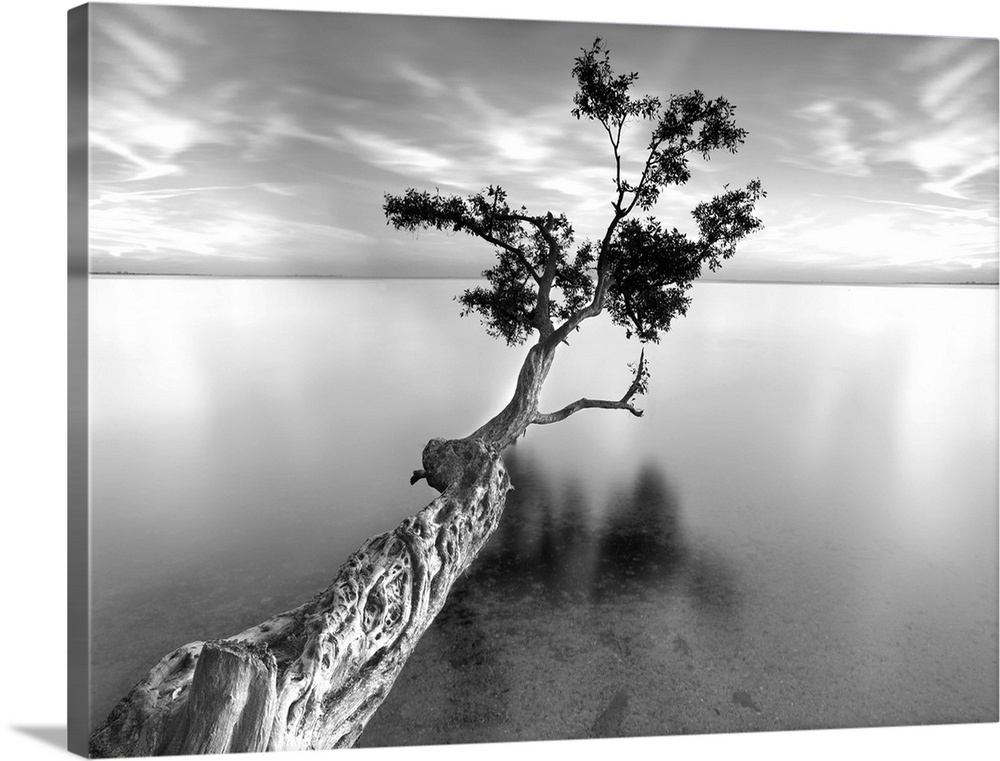 ocean, tree water, Black and White Photography