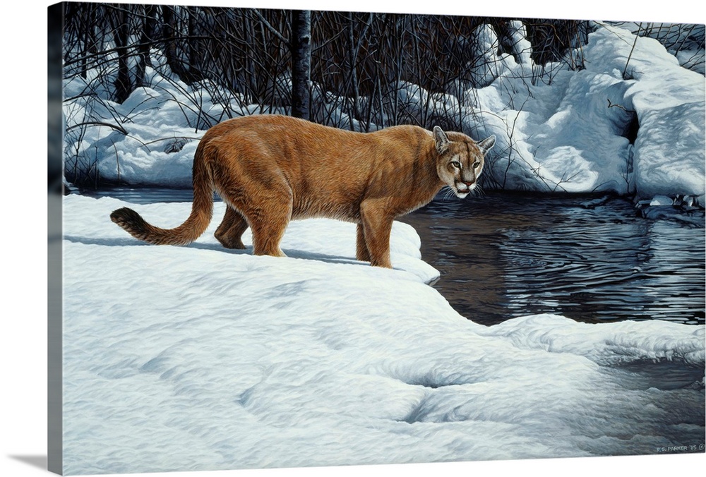 A cougar stands at the water's edge.
