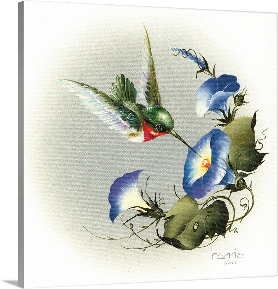 A hummingbird feeding from morning glories.