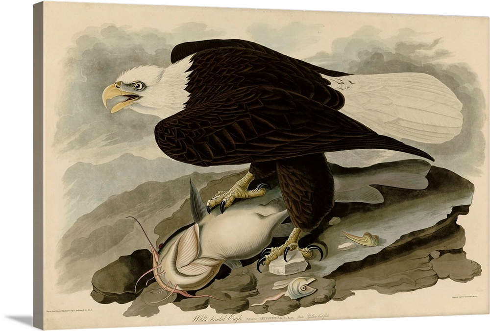 Audubon Birds, White Headed Eagle