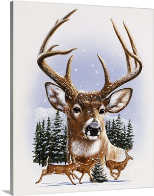 Whitetail Deer Montage, Winter