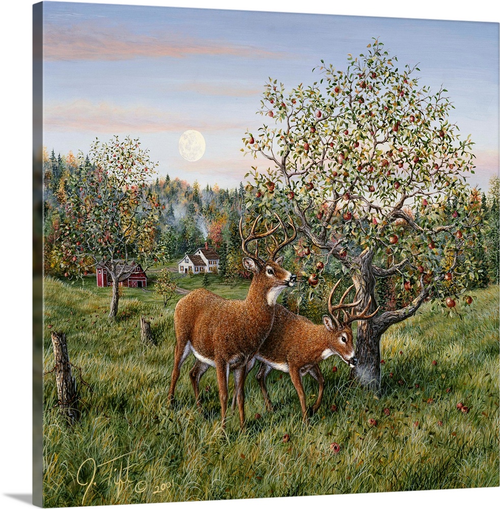 2 deer (bucks) feeding in an apple orchardautumn